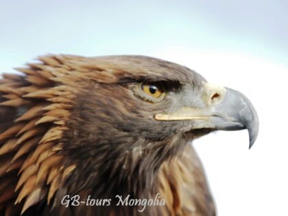 BIRD WATCHING & Central Mongolia tour