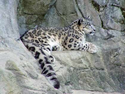 SNOW LEOPARD PHOTOGRAPHY TOUR MONGOLIA